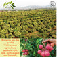 CHAVI Freeze-Dried Lychee - 2 Oz - Healthy 1 Ingredient Superfood Supersnacks - No Added Sugars or Preservatives - Non-GMO, Vega