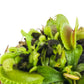 Dente Venus Fly Trap Live Plant - Dionaea Muscipula 'Dente' By Wellspring Gardens - Carnivorous Plant - Fly Trap Plant - Unique