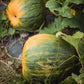 Organic Pumpkin Seeds- Raw, Non-Gmo, No Shell Unsalted Vegan Bulk (7Lb)