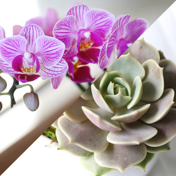 Green Circle Growers 4 Pink Orchid with Succulent in White Ceramic Pot with Mom Pick, Live Indoor Plants, House Plant