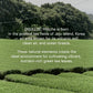 OSULLOC Volcanic Isle Matcha Powder  Ceremonial Grade Korean Matcha for lattes  Green tea powder from Jeju island (1.41oz  40g)