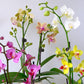 Enhanced Purple Live Orchid Plant Blooming In 3.5 Blue & White Orchid Pot, Live Plants, Houseplant Gifts, Approx. 16 Tall, Pet Friendly Houseplants, Phalaenopsis Moth Flower By Plants For Pets