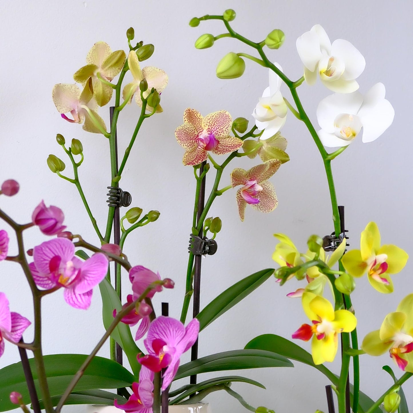 Enhanced White Live Orchid Plant Blooming In 3.5 Blue & White Orchid Pot, Live Plants, Houseplant Gifts, Approx. 16 Tall, Pet Friendly Houseplants, Phalaenopsis Moth Flower By Plants For Pets