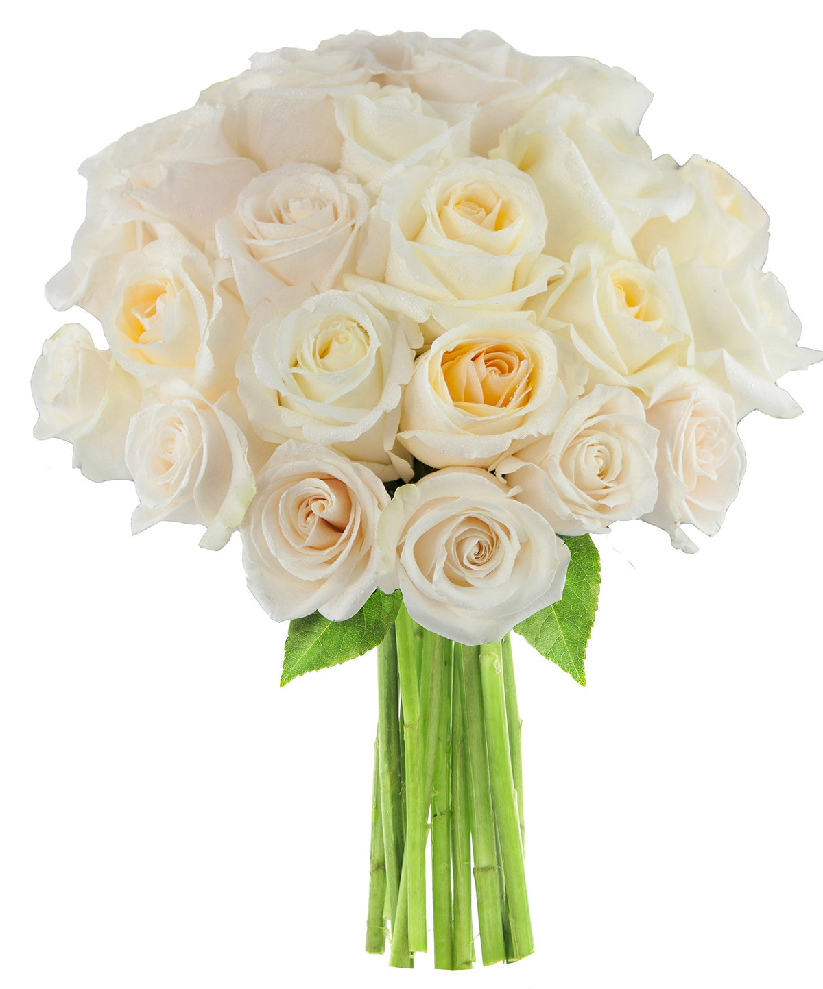 Crème de la Crème White Roses (Two Dozen) - The Collection Flowers Without Vase