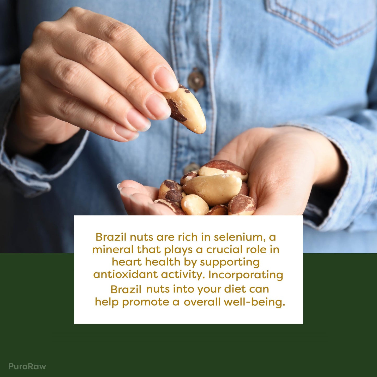 PuroRaw Brazil Nuts Raw 1lb  Raw Brazil Nuts. Brazil Nuts Unsalted - Brazil Nuts- All Natural  Non-GMO  Vegan Brazil Nuts- Brazil Nuts Bulk 16oz