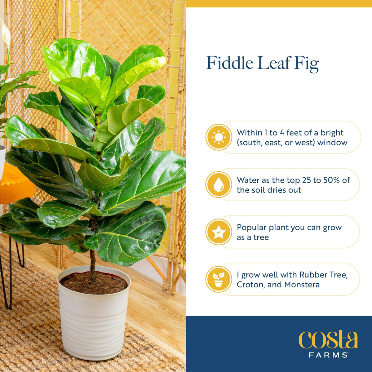 Costa Farms Fiddle Leaf Fig Tree Live Plant in Decorative Pot, Large Indoor Houseplant, Perfect for Home, Room, or Office Decor,