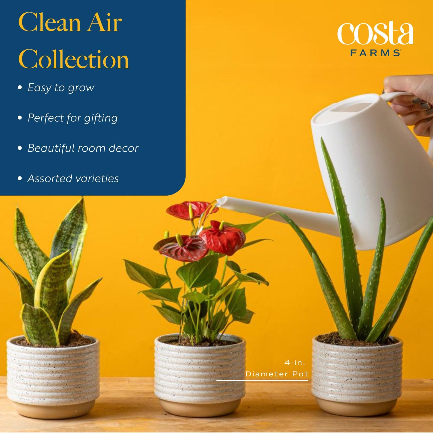 Costa Farms Live House Plants (6 Pack), Easy to Grow Live Indoor Houseplants, Growers Choice Air Purifier Set, Potted in Indoor