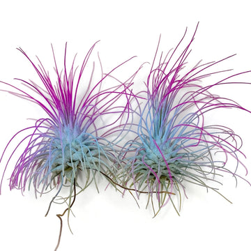 Thin Air Plant, Guatemala Tillandsia Live Airplant, Healthy Arrival Guaranteed, Great Indoor Plant, Home Decor & Gift (2 Rainbow