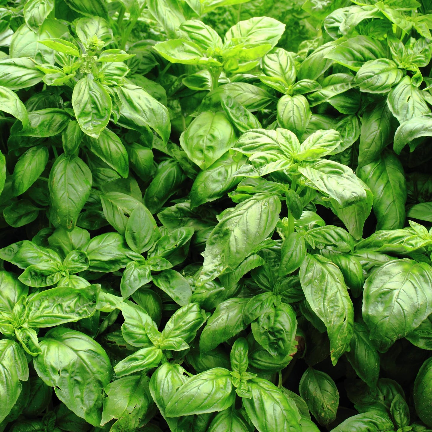 Earthborn Elements Basil Leaves 1 Gallon Bucket, Kitchen Staple, Aromatic & Versatile, Chopped