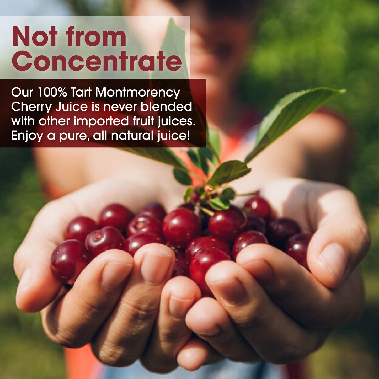 Cherry Bay Orchards Tart Cherry Juice, 100% Natural, 32 oz Bottle, Pack of 2, Gluten Free, Non-GMO, No Added Sugar