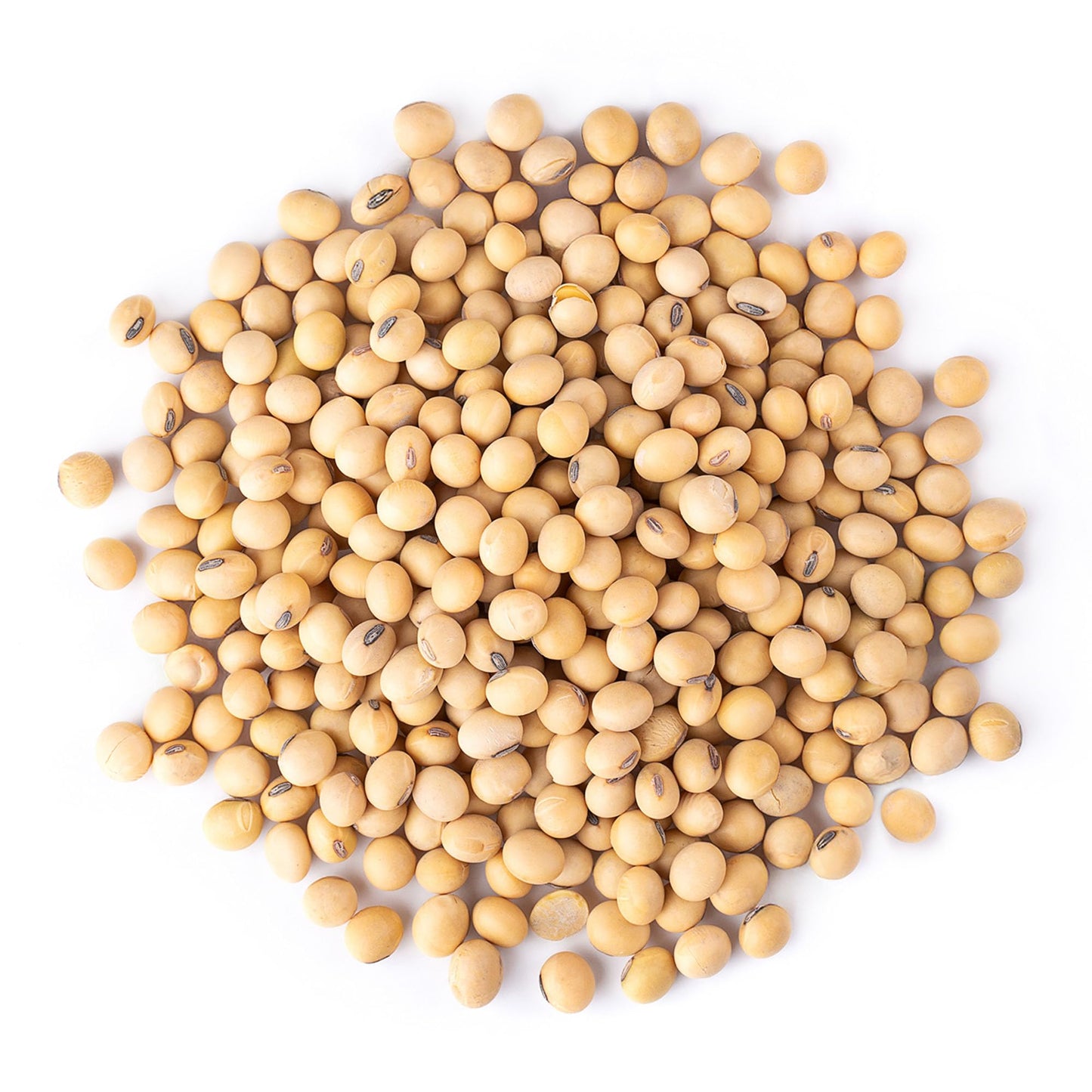 Food to Live Organic Soybeans, 1,5 Pounds - Dry Soy Beans, Pure and Natural, Nutritious Snack, High-Protein, Perfect for Soy Mil