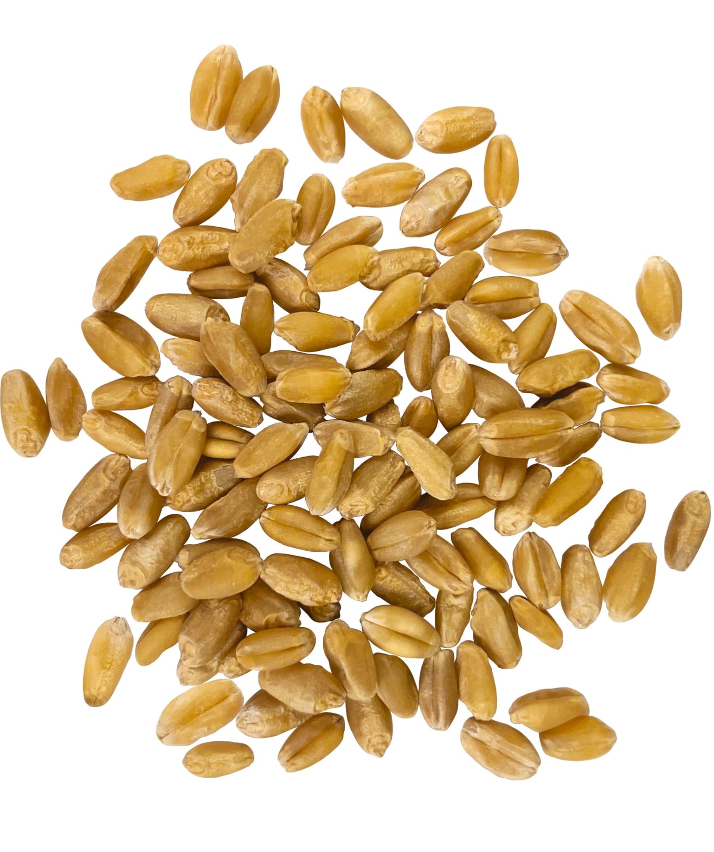 Palouse Brand Certified Glyphosate Residue Free | Hard White Wheat Berries | 15 LBS | Family Farmed in Washington State | Sprout