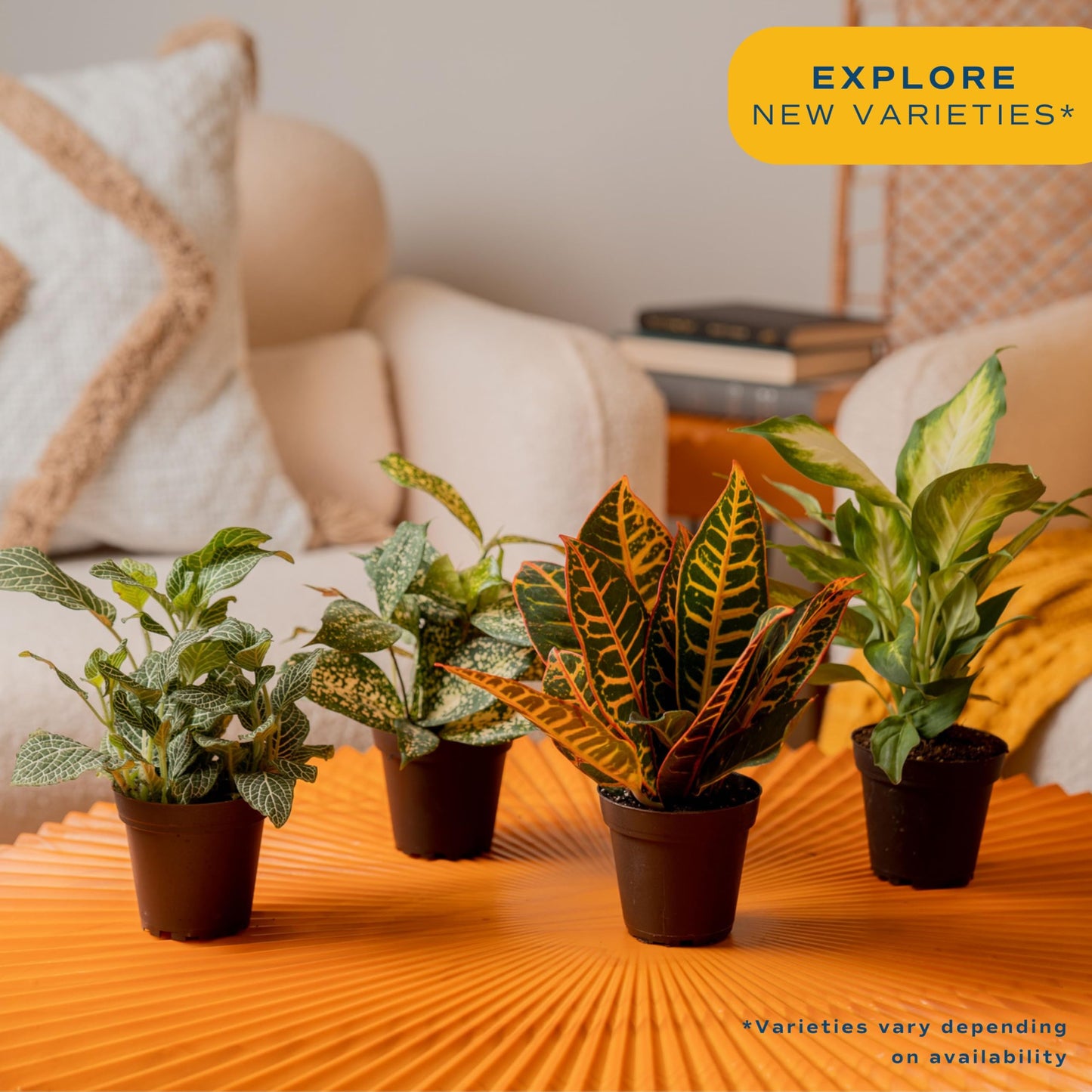 Costa Farms Live House Plants (6 Pack), Easy to Grow Live Indoor Houseplants, Growers Choice Air Purifier Set, Potted in Indoor