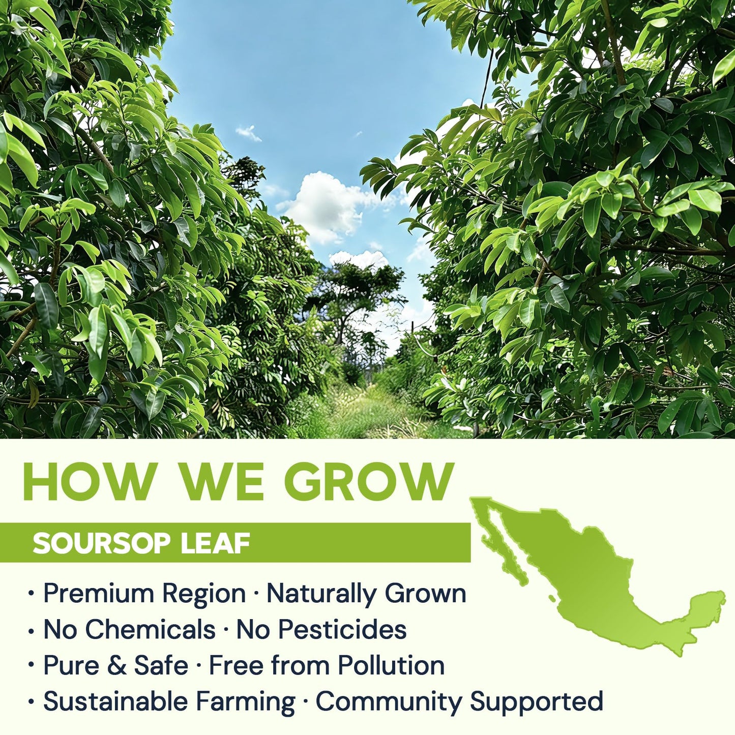 Soursop Leaf Herbal Tea (Graviola) - Caffeine & Sugar Free  120 Count