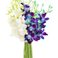 KaBloom Flowers - Mothers Day Collection - Starry Night in the Tropics Bouquet of Blue and White Orchids from Thailand - Gift for Birthday  Sympathy  Valentine  Mothers Day Fresh Flowers