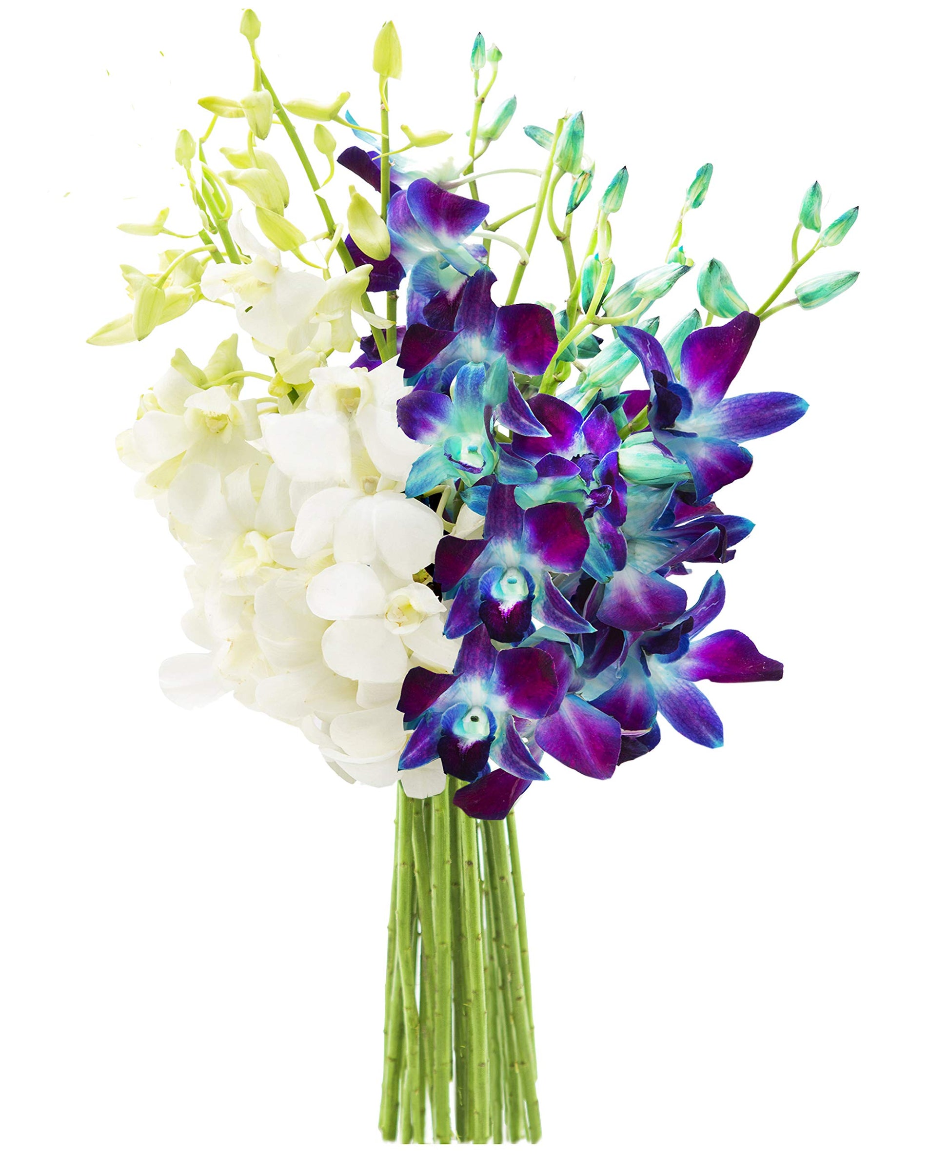 KaBloom Flowers - Mothers Day Collection - Starry Night in the Tropics Bouquet of Blue and White Orchids from Thailand - Gift for Birthday  Sympathy  Valentine  Mothers Day Fresh Flowers