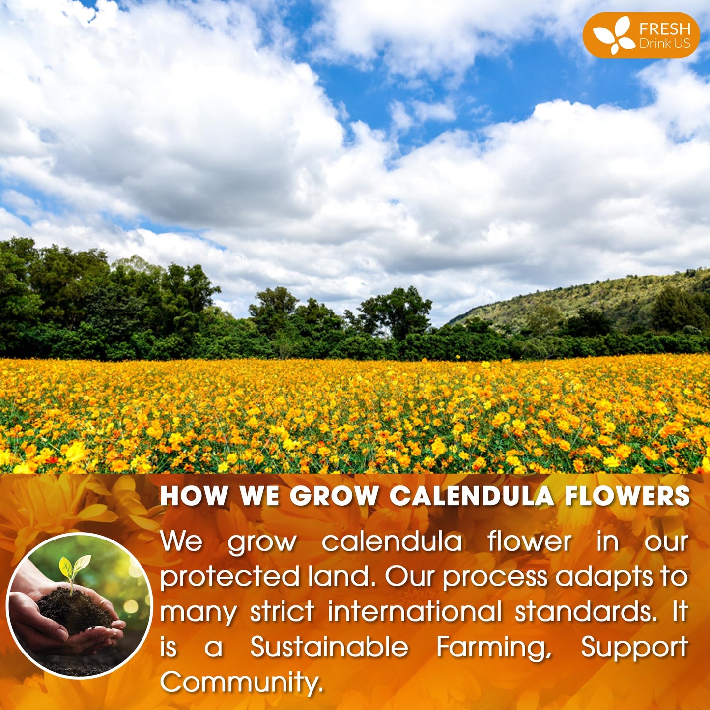 FRESHDRINKUS Premium Calendula Tea Bags - 100% Natural Herbal Tea, 135 Bags, Eco-conscious, Vegan, No Sugar, No Caffeine, No Gluten