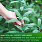 FRESHDRINKUS Sage Leaf Tea Bags - 100% Natural Herbal Tea, 75 Tea Bags, Vegan, No Sugar, No Caffeine, Gluten-Free