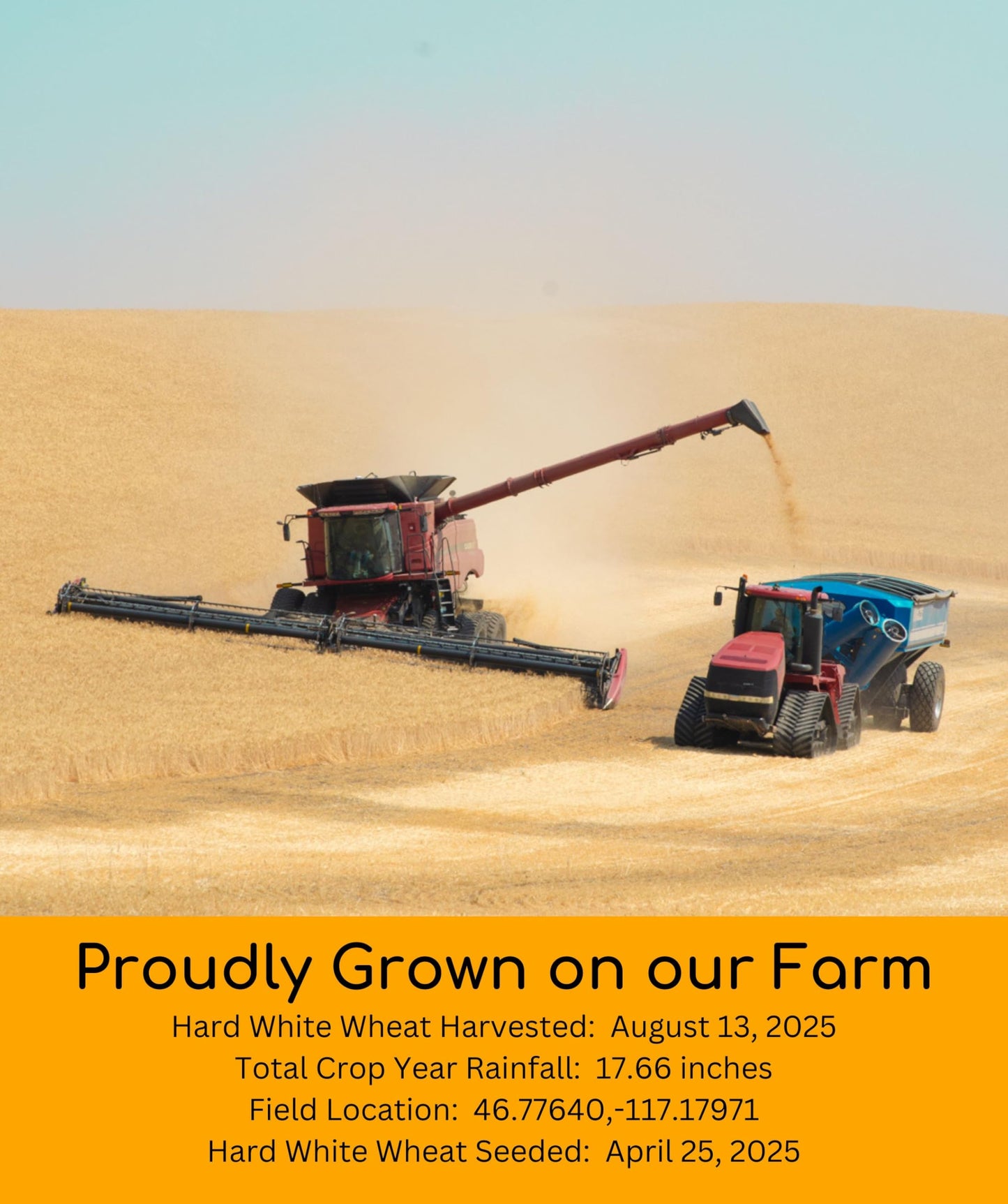 Palouse Brand Certified Glyphosate Residue Free | Hard White Wheat Berries | 15 LBS | Family Farmed in Washington State | Sprout