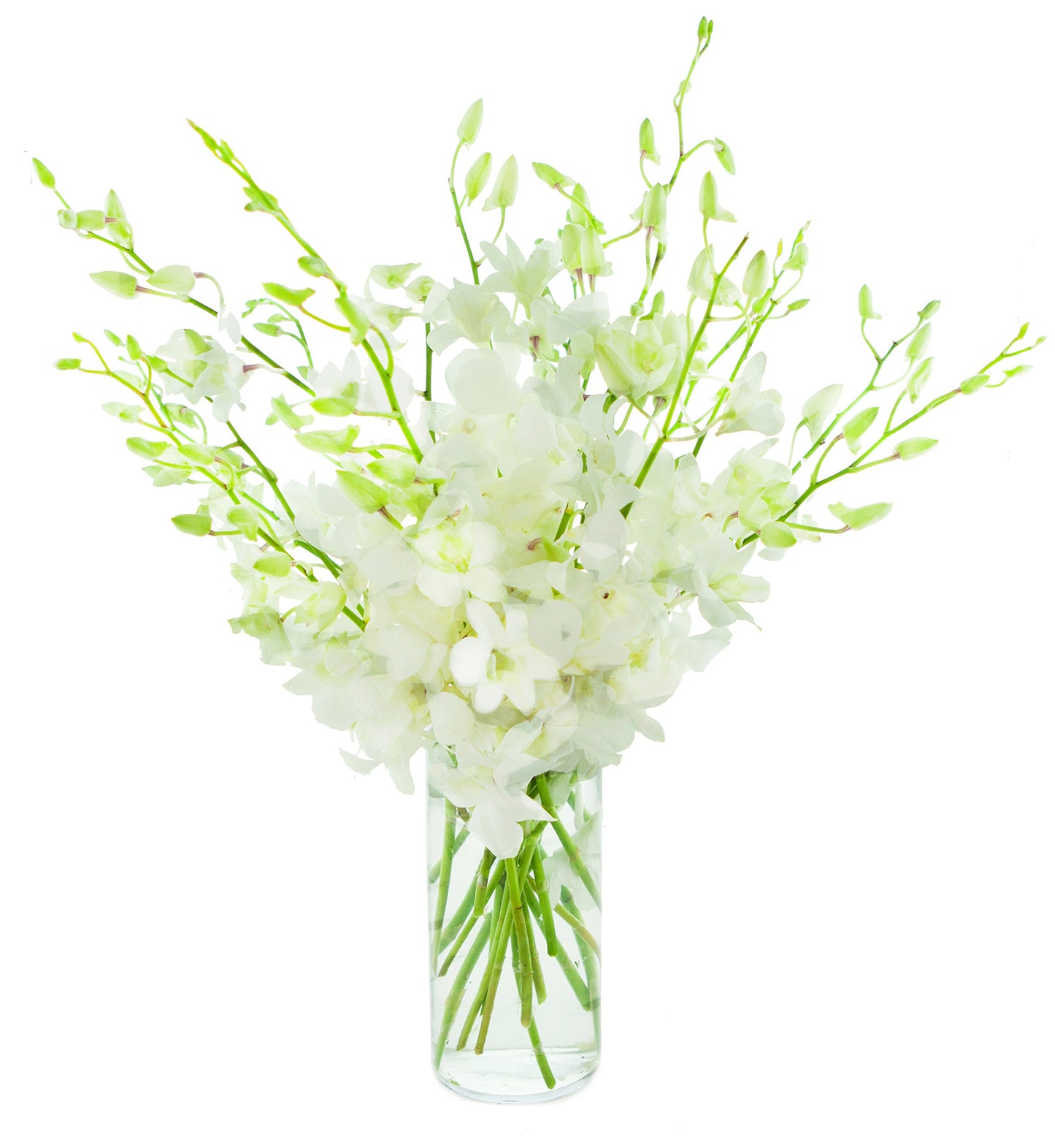 KaBloom PRIME NEXT DAY DELIVERY - Fall Collection - Exotic Perla Orchid Bouquet of Fresh Orchid with Vase.Gift for Birthday  Get Well  Easter  Valentine  Mothers Day Fresh Flowers