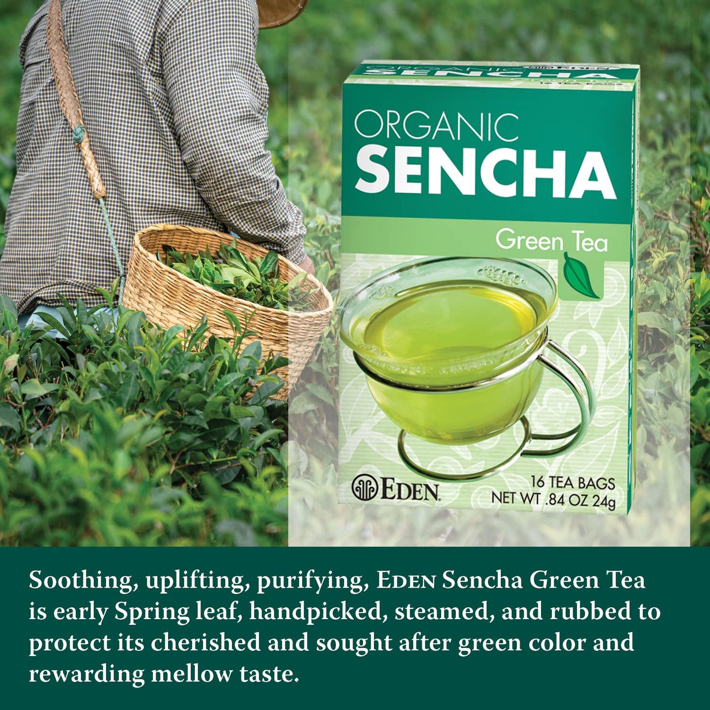 Eden Organic Sencha Green Tea, Japanese, Uji Cha, 16 Unbleached Manila Tea Bags/Box (3-Pack)
