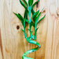 Generic Live Lucky Bamboo 12    Spiral Shape Bamboo Plant 10 Unit, Green