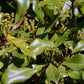 Whole Cloves (Clavo De Olor) Weights: (1 Lb)