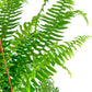 Shop Succulents Queen Fern Plant, Hanging Live Indoor Plant, Easy Care Hanging Trailing Houseplant In Nursery Pot, Air Purifying