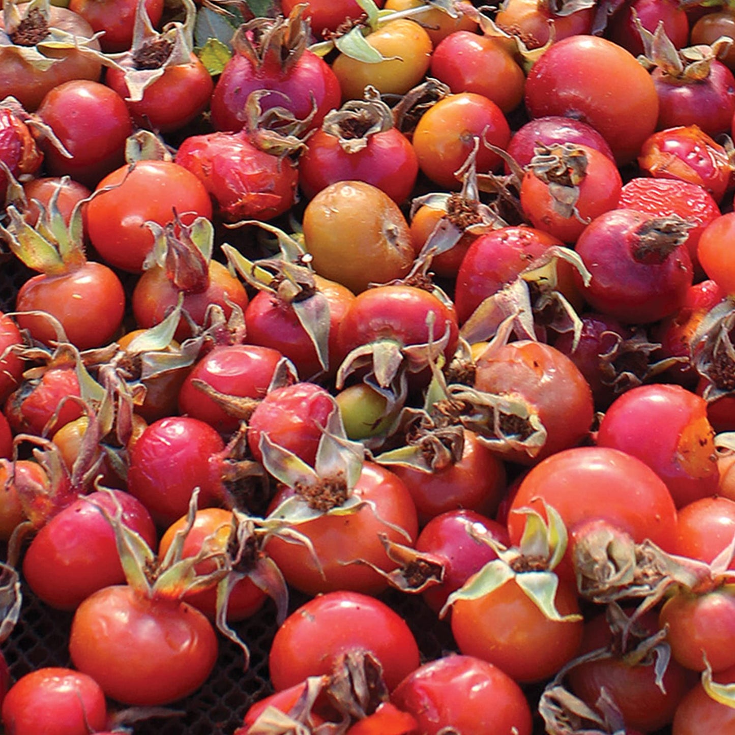 Frontier Co-op Organic Seedless Rosehips, 16 Ounce Bulk Bag, Natural Dried Rose Hips for Tea and Powder