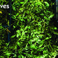 Rani Fresh Curry Leaves 1oz (28g) ~ All Natural | Vegan | Gluten Friendly | NON-GMO | Product of USA