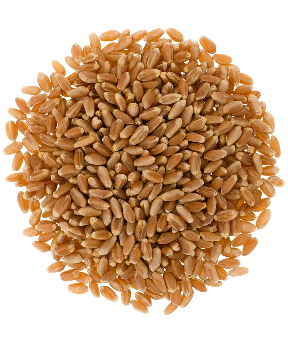 Hard Red Winter Wheat Berries | 25 Lbs | Desiccant Free | Sproutable | Non-Gmo Project Verified | Kosher