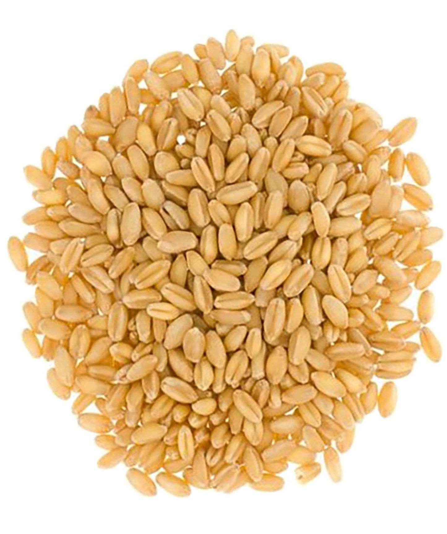 Hard White Wheat Berries | 25 Lbs | Emergency Food Storage Bucket | Non-Gmo | Grown On Our Family Farm | Bulk