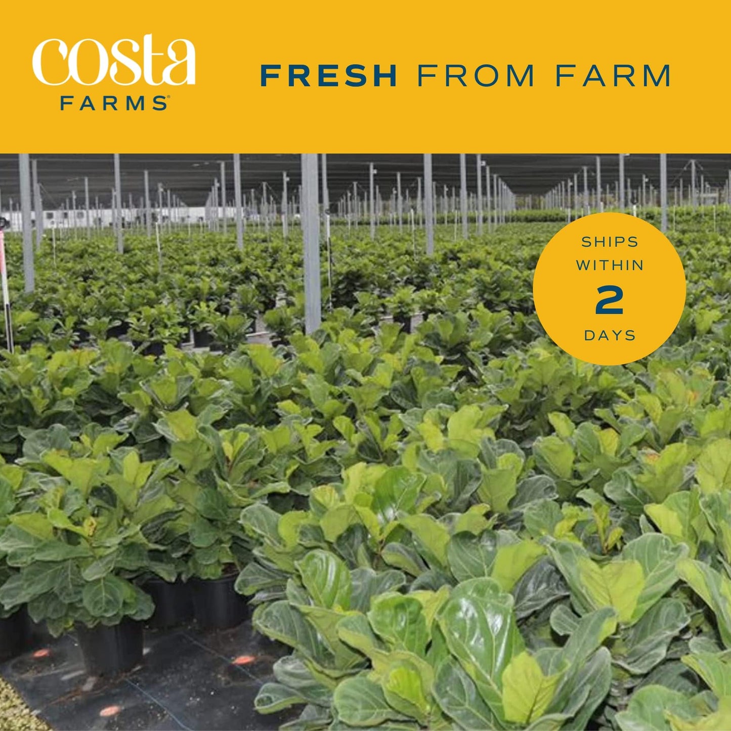Costa Farms Little Fiddle Leaf Fig, Live Indoor Ficus Lyrata Plant in Indoors Garden Plant Pot, Houseplant in Potting Soil, Hous