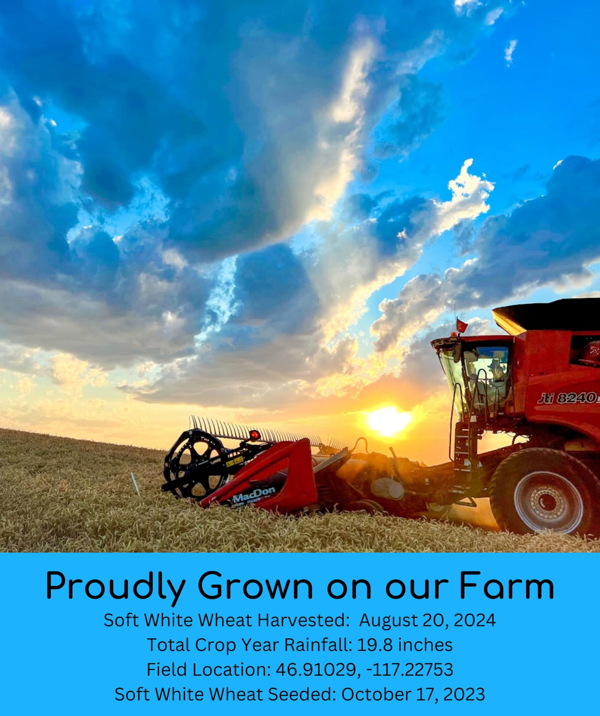 Hard White Wheat | Soft White Wheat | Hard Red Spring Wheat | 15 Lbs | 100% Desiccant Free | Non-Gmo Project Verified | Kosher P