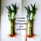 Lucky Bamboo 6 Plants 8 Inches Each, Free Butterfly Stake, Gift, Feng Shui, Indoor Plant, Bring Good Luck To Your Home, Perennia