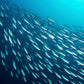 Season Anchovies In Olive Oil - Flat Anchovy Fillets, Wild Caught Fish, Keto Snacks, Canned Anchovies, Rich In B Vitamins, Low In Mercury, Kosher, Non-Gmo, 600Mg Of Omega-3-4.2 Oz Glass Jar, 6-Pack