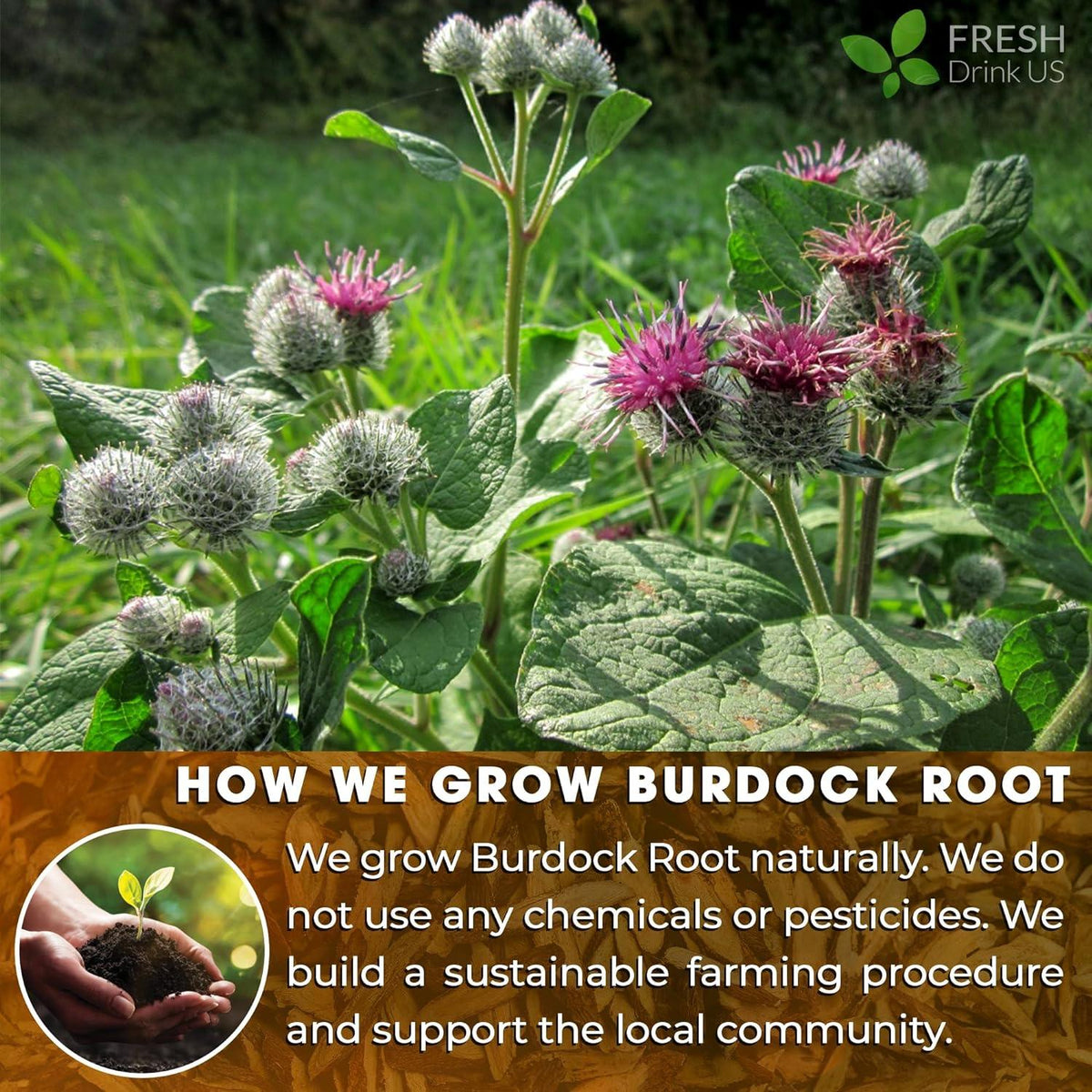 Burdock Root Powder,  Burdock Root Extract, 100% Natural & Pure from Burdock Root, Burdock Root Herbal Tea, No Additives, No Caffeine, Vegan