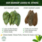 VERDIVIBE Soursop Leaf Tea - Caffeine-Free Herbal Drink, 45 Tea Bags, Non-GMO, Gluten-Free