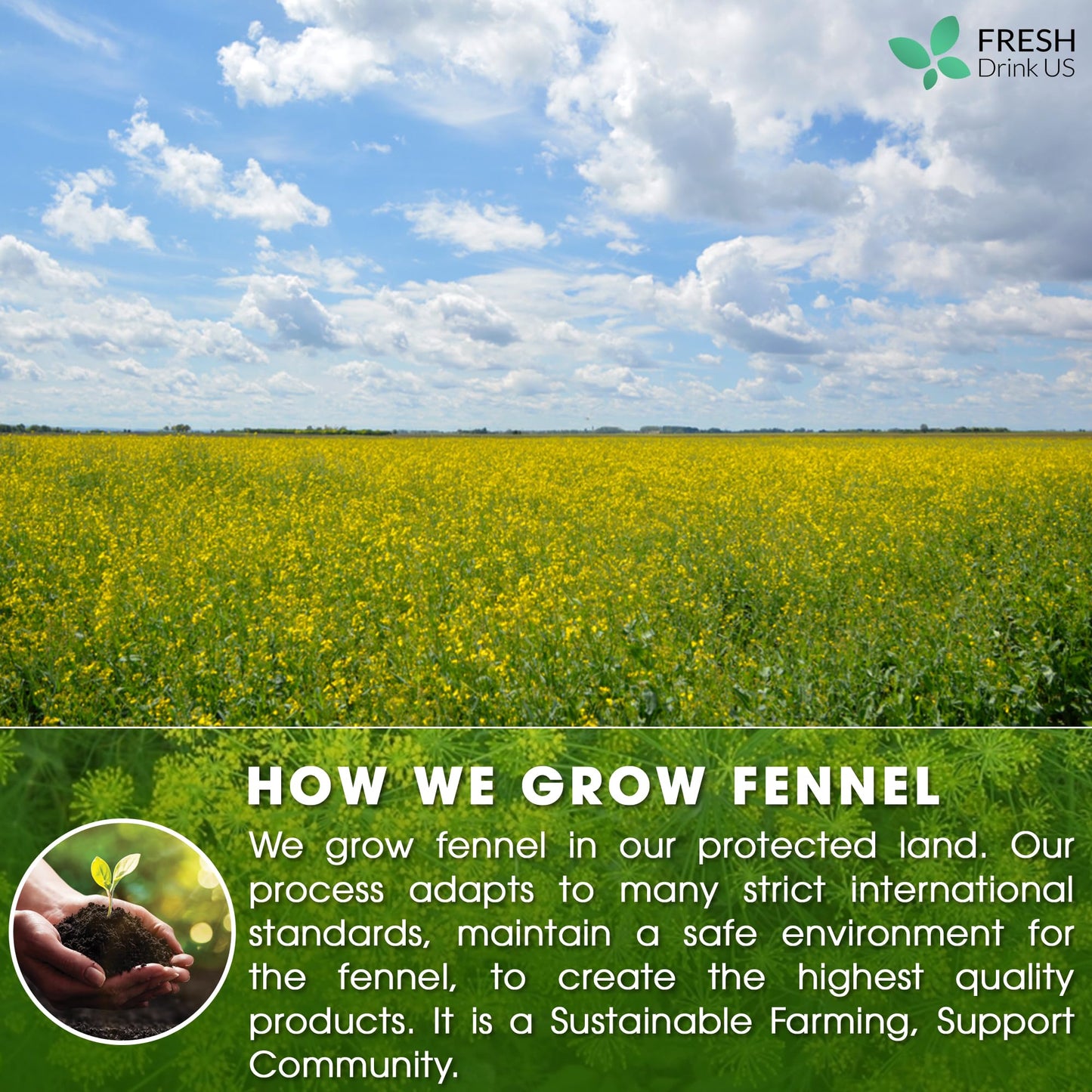 FRESHDRINKUS Fennel Tea Bags, 100% Natural, No Sugar, No Caffeine, Vegan, 135 Tea Bags