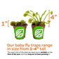 Dente Venus Fly Trap Live Plant - Dionaea Muscipula 'Dente' By Wellspring Gardens - Carnivorous Plant - Fly Trap Plant - Unique