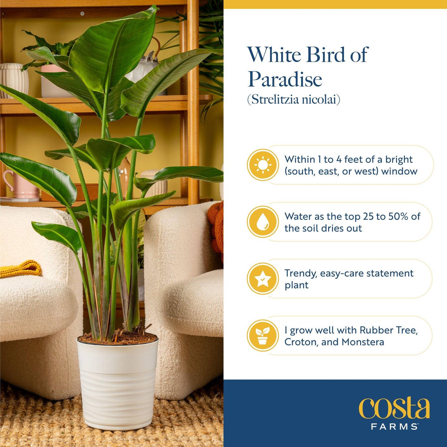 Costa Farms White Bird of Paradise Live Plant in Plastic Pot, Large Indoor Houseplant, Perfect for Home, Room, or Office Decor,