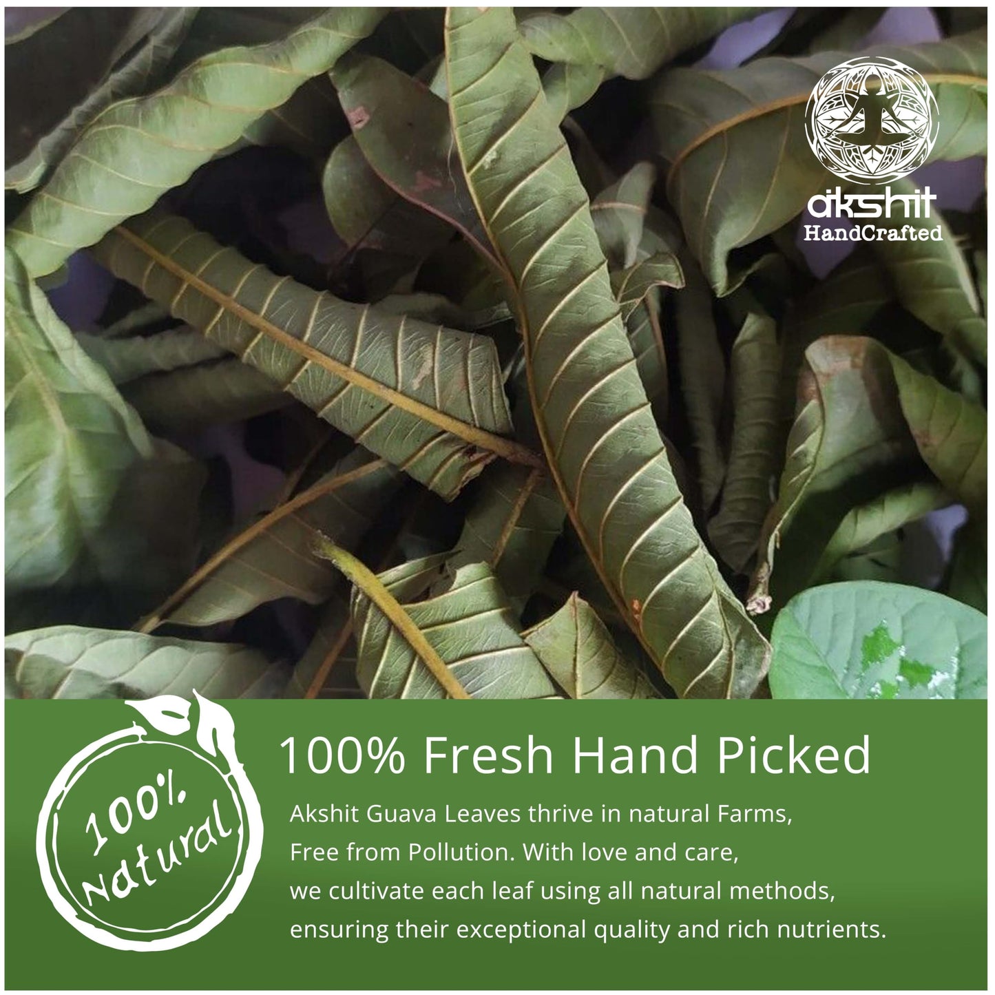 Akshit Guava Leaves Tea, Dried Herbal Tea, Non-GMO, Caffeine Free, 7.8oz, 2.6 Ounce (Pack of 3)