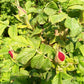 TooGet Organic Dried Red Rose Buds & Petals, Culinary Food Grade, 8 Oz, Pack of 1