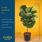 Costa Farms Fiddle Leaf Fig Tree Live Plant in Decorative Pot, Large Indoor Houseplant, Perfect for Home, Room, or Office Decor,