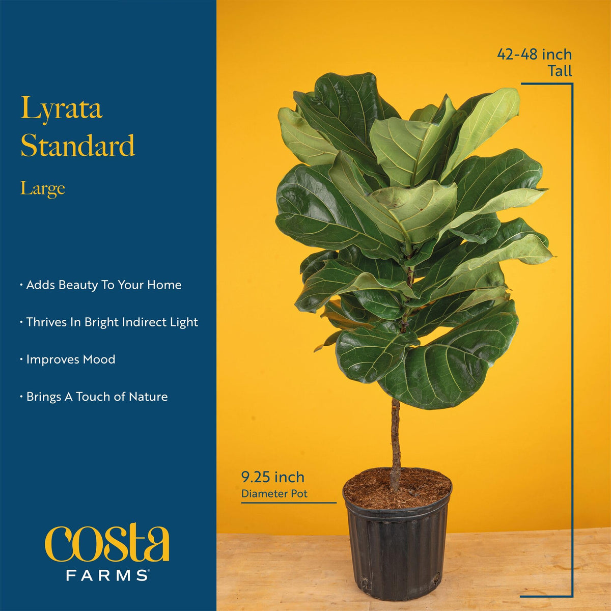 Costa Farms Fiddle Leaf Fig Tree Live Plant in Decorative Pot, Large Indoor Houseplant, Perfect for Home, Room, or Office Decor,