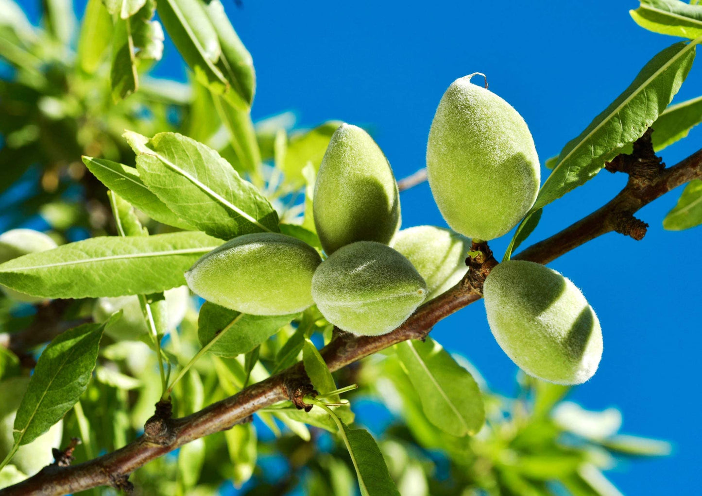 Food to Live Organic Blanched Slivered Almonds, 4 Pounds - Non-GMO, Raw, Unpasteurized, Unsalted, Vegan, Keto, Paleo, Kosher, Hi
