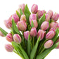 Blooms2Door Flowers - Valentine Collection - 30 Pink Tulips (Farm-Fresh) Without Vase . Gift For Birthday, Sympathy, Anniversary, Get Well, Thank You, Valentine, Mother’S Day Fresh Flowers