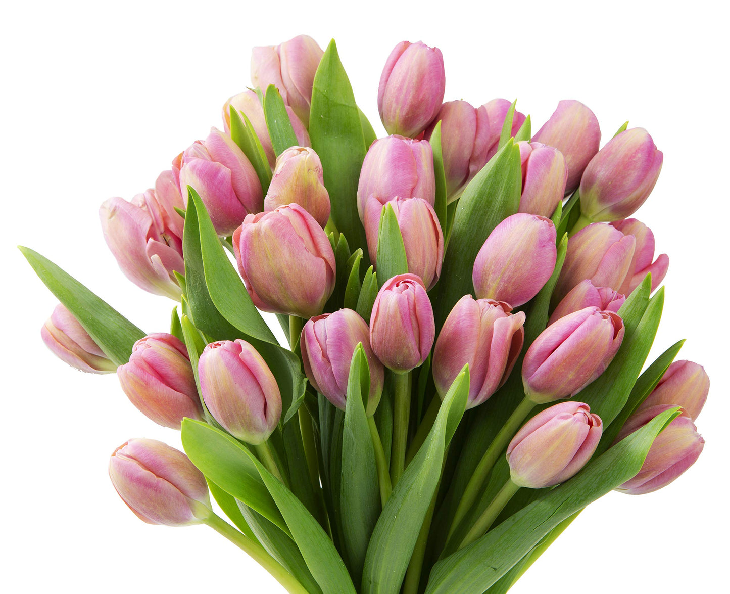 Blooms2Door Flowers - Valentine Collection - 30 Pink Tulips (Farm-Fresh) Without Vase . Gift For Birthday, Sympathy, Anniversary, Get Well, Thank You, Valentine, Mother’S Day Fresh Flowers