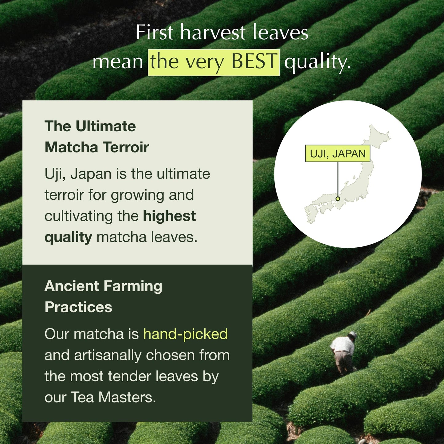 Encha Matcha Powder - First Harvest Organic Unsweetened Green Tea, 60g/2.12 Ounce, Ideal for Lattes and Smoothies, Organic Latte