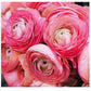 French Peony Mixed Ranunculus - 12 Largest Size Corms